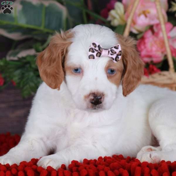 SERENITY, Mini Golden Mountain Doodle Puppy